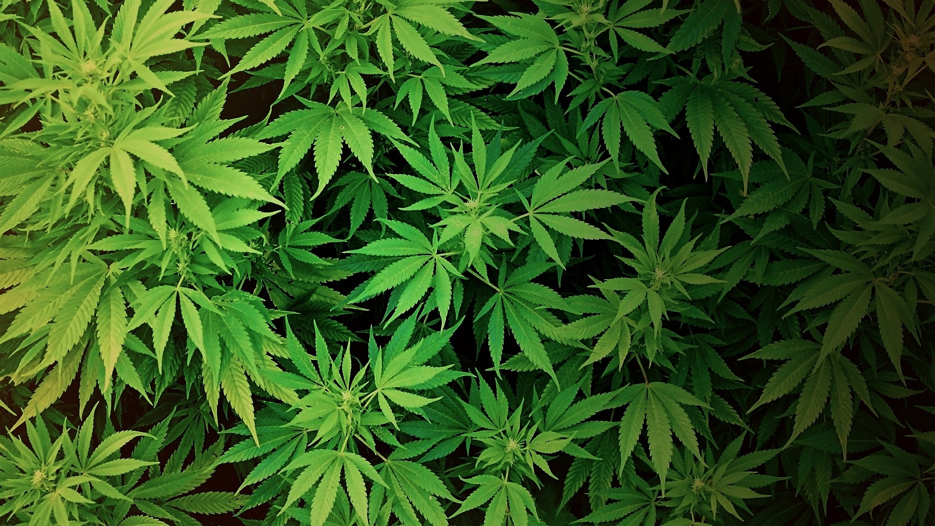 Мифы о марихуаны люди выступающие за легализацию марихуаны